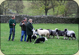 The Lake District Sheepdog Experience. Join  us and learn how to work with our trained sheepdogs. Its fun  for all the family